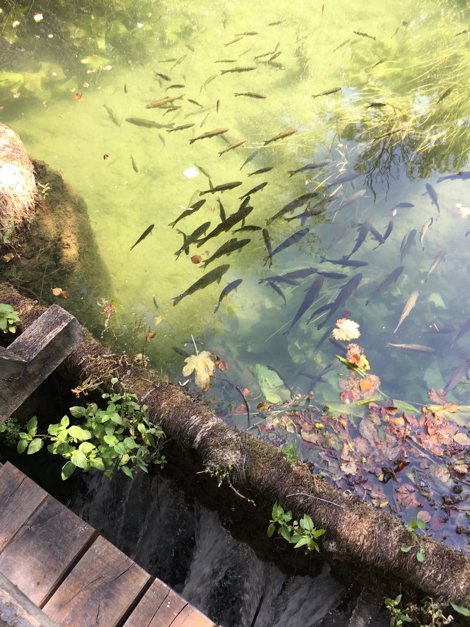 D888EE96-FBEB-4D63-BBD6-A230DAA25664